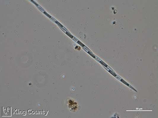 Photo of Pseudo-nitzschia spp. (large-celled)